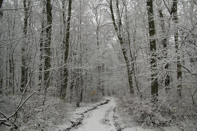 Sneeuw in Kralingse Bos