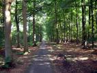 Bos bij Ulvenhout nabij Breda